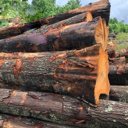 Top 11 loại gỗ tự nhiên phổ biến trong thiết kế nội thất