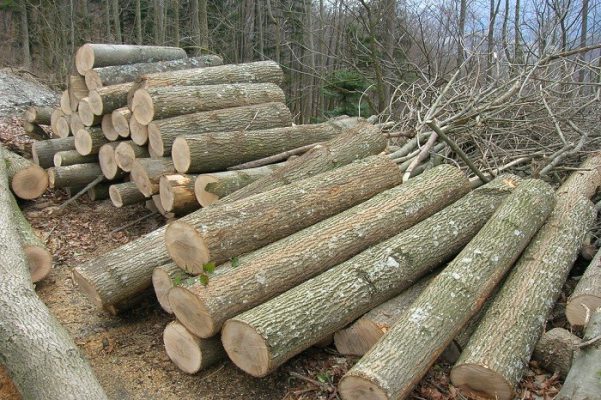 Top 11 loại gỗ tự nhiên phổ biến trong thiết kế nội thất